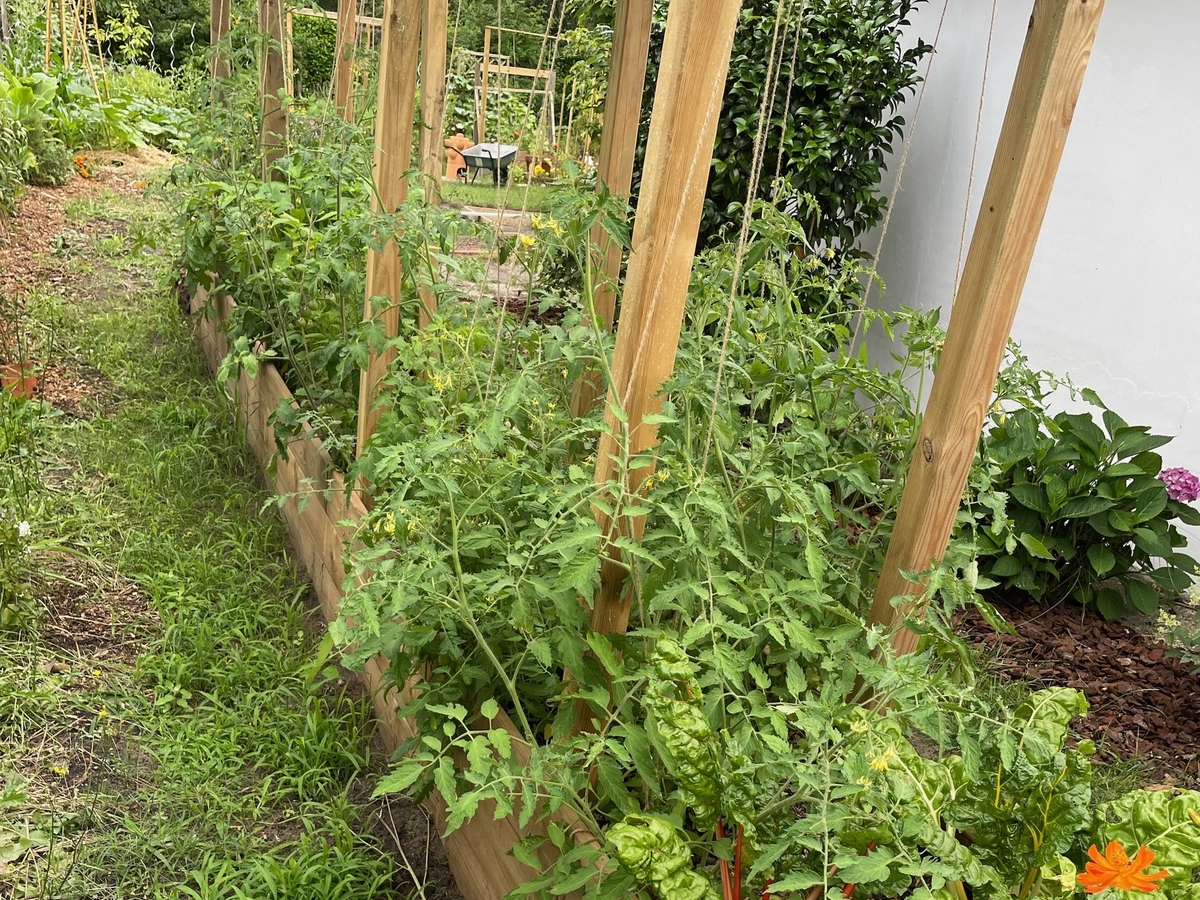Haudebourg Pere Et Fils Terrassement Biscarrosse Phytoepuration 2 Mois Apres L Installation 2.JPEG